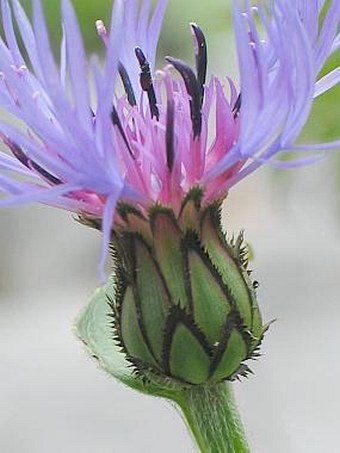 Centaurea montana