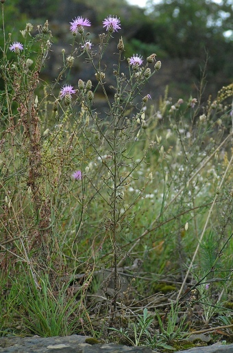 Centaurea stoebe