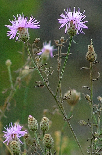 Centaurea stoebe