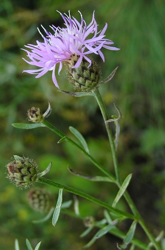 Centaurea stoebe