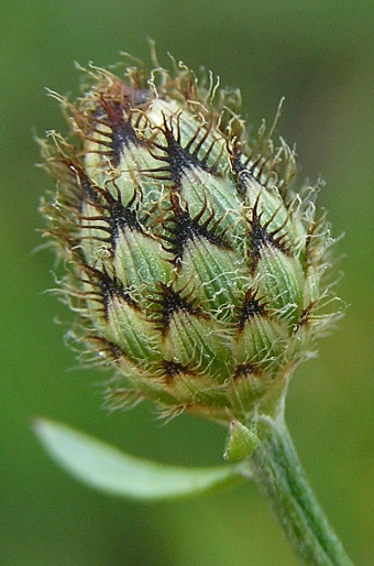 Centaurea stoebe