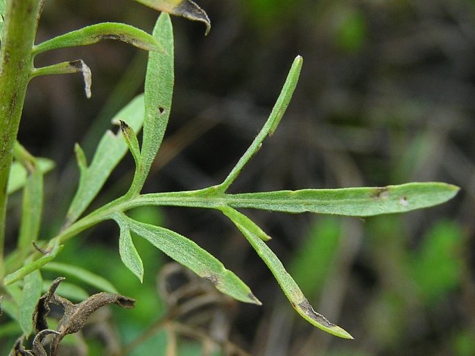 Centaurea stoebe