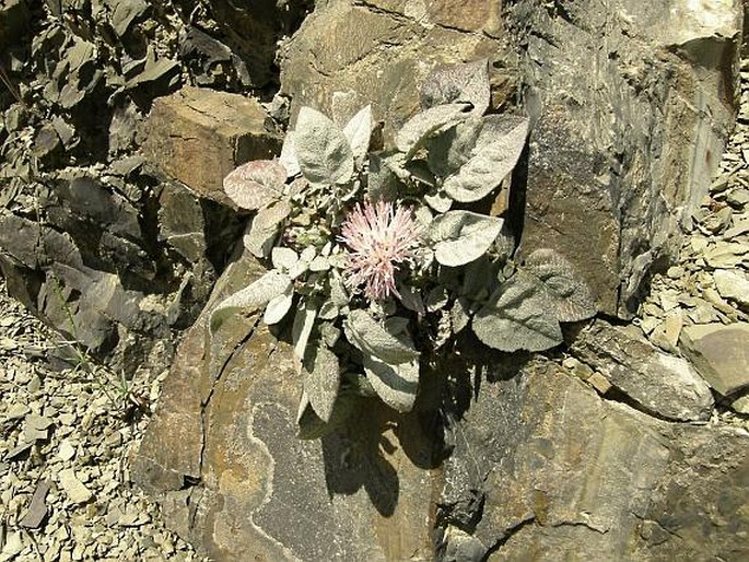 Centaurea urvillei