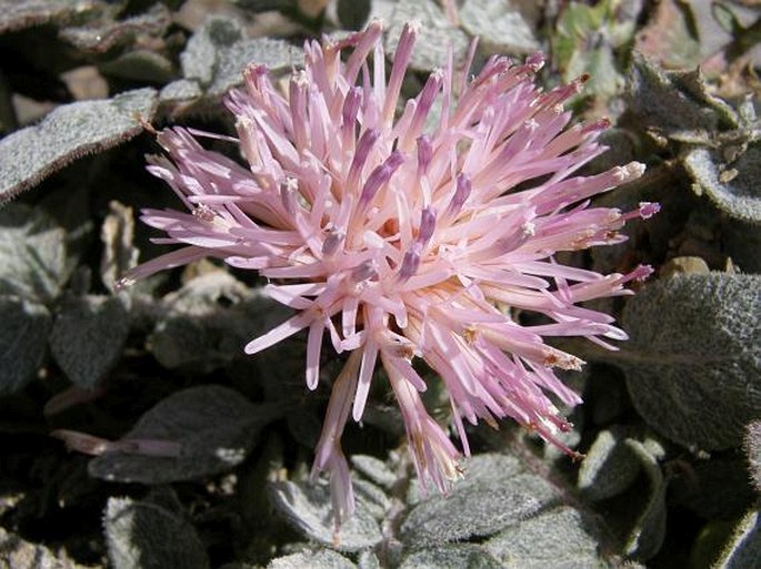 Centaurea urvillei