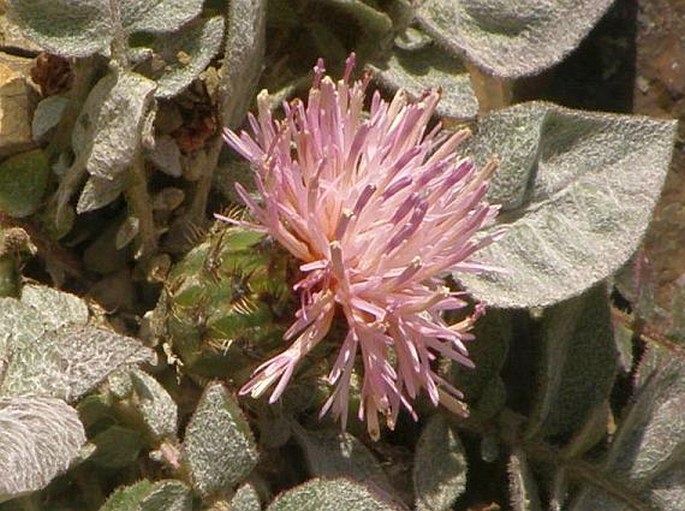 Centaurea urvillei