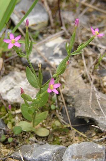 Centaurium pulchellum