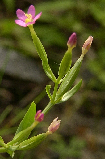 Centaurium pulchellum