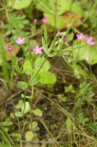 Centaurium pulchellum