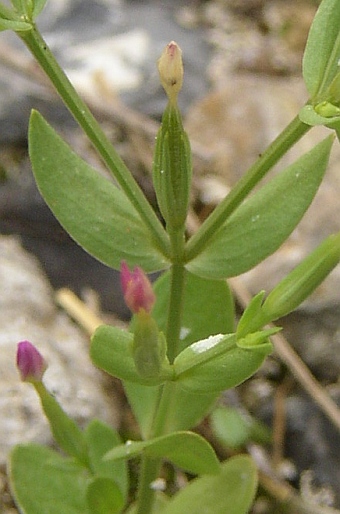 Centaurium pulchellum