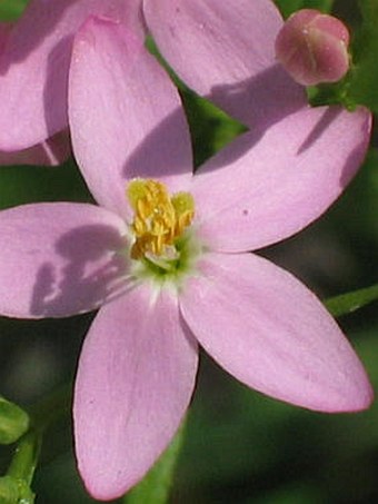 Centaurium erythraea