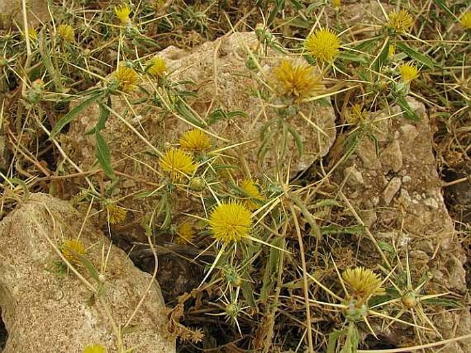 Centaurea pallescens