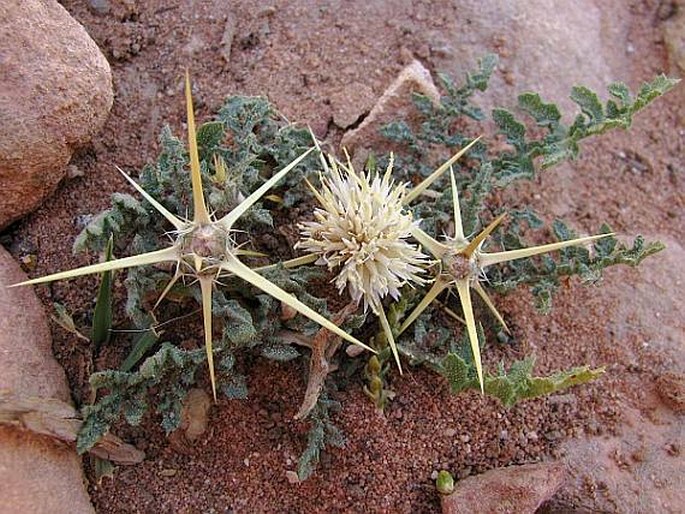 Centaurea pallescens