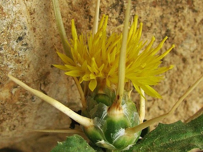 Centaurea pallescens