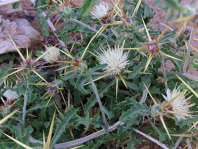 Centaurea pallescens