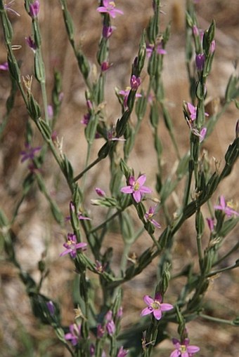 Centaurium spicatum