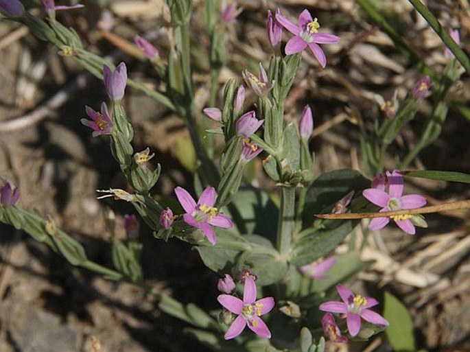 CENTAURIUM SPICATUM (L.) Fritsch ex Janch. - zeměžluč / zemežlč