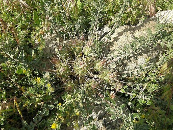 Centaurea urvillei subsp. stepposa