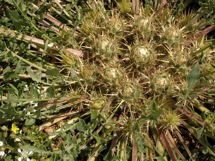 Centaurea urvillei subsp. stepposa