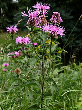 Centaurea pseudophrygia