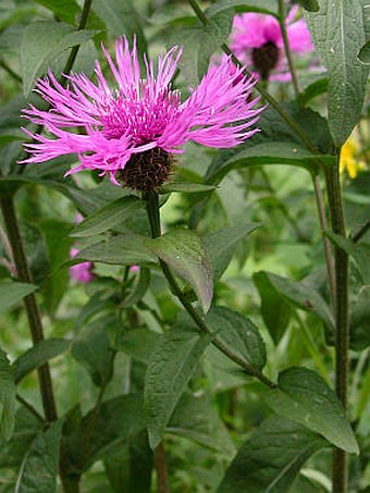 Centaurea pseudophrygia