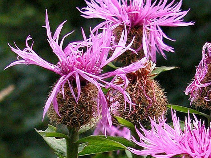 Centaurea pseudophrygia