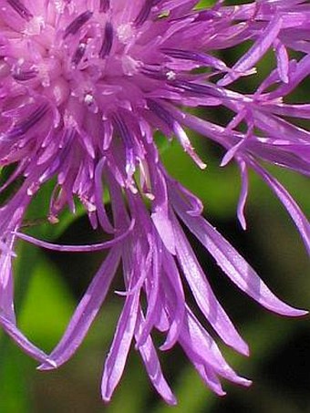 Centaurea jacea