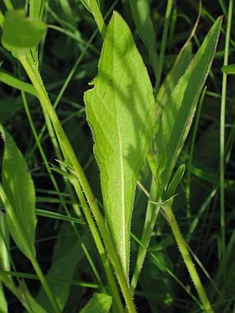 Centaurea jacea