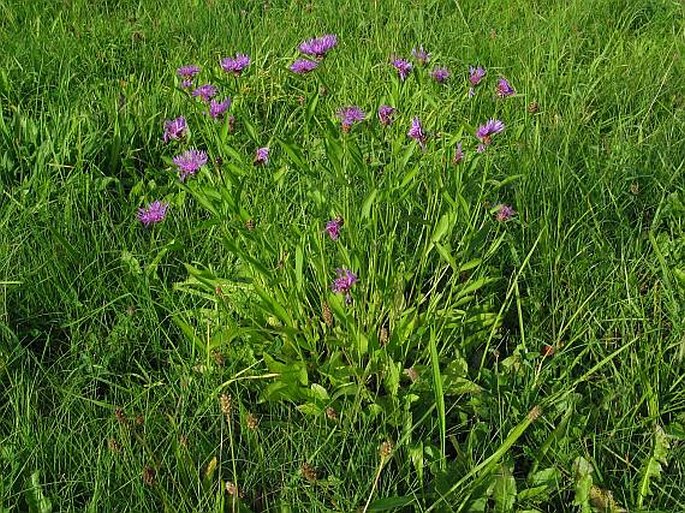 Centaurea jacea