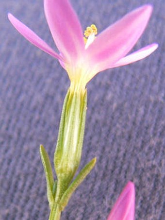 Centaurium littorale subsp. compressum
