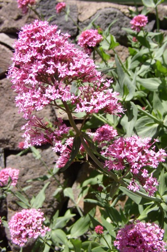 Centranthus ruber