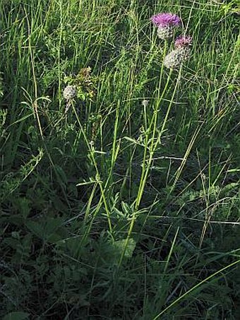 Centaurea scabiosa