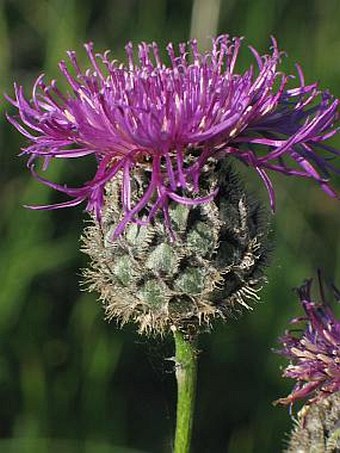 Centaurea scabiosa