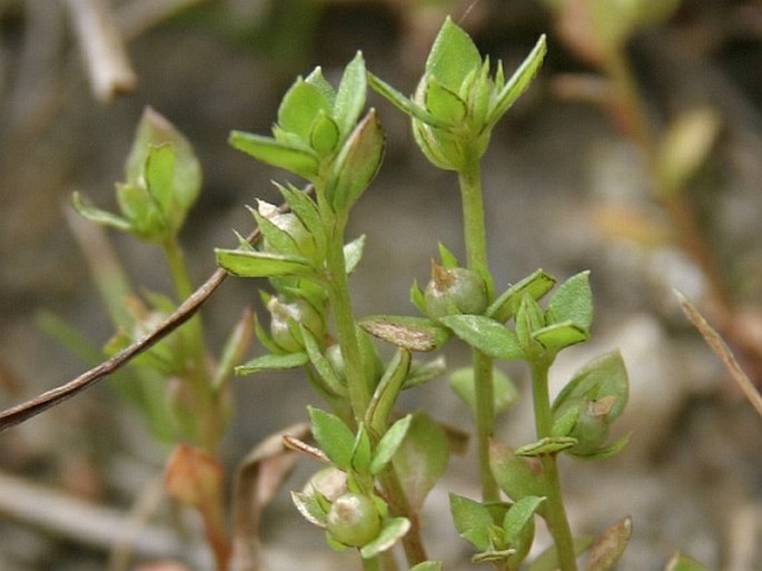 CENTUNCULUS MINIMUS L. – drobýšek nejmenší / drobček najmenší