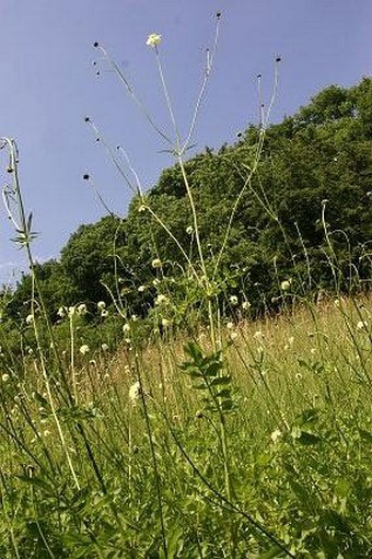 Cephalaria gigantea