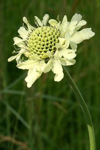 Cephalaria gigantea