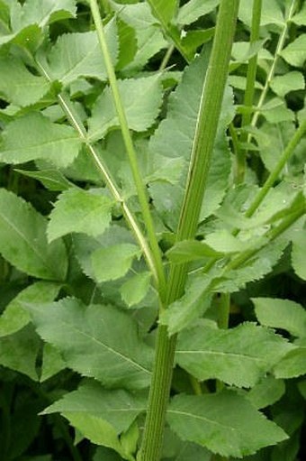 Cephalaria gigantea