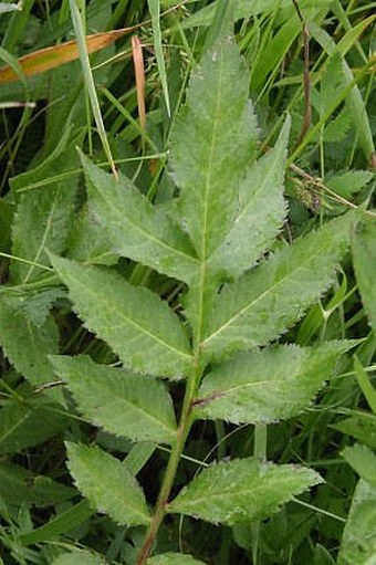 Cephalaria gigantea