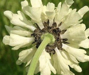 Cephalaria gigantea