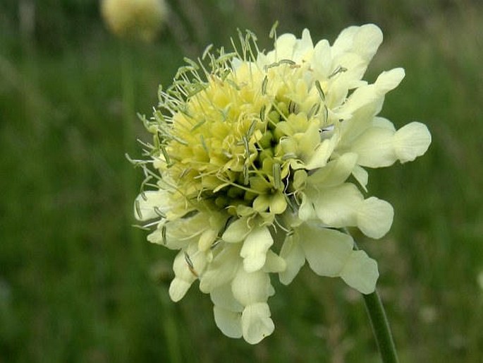 CEPHALARIA GIGANTEA (Ledeb.) Bobrov - hlavatka obrovská / hlavinka obrovská