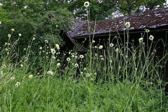 Cephalaria gigantea