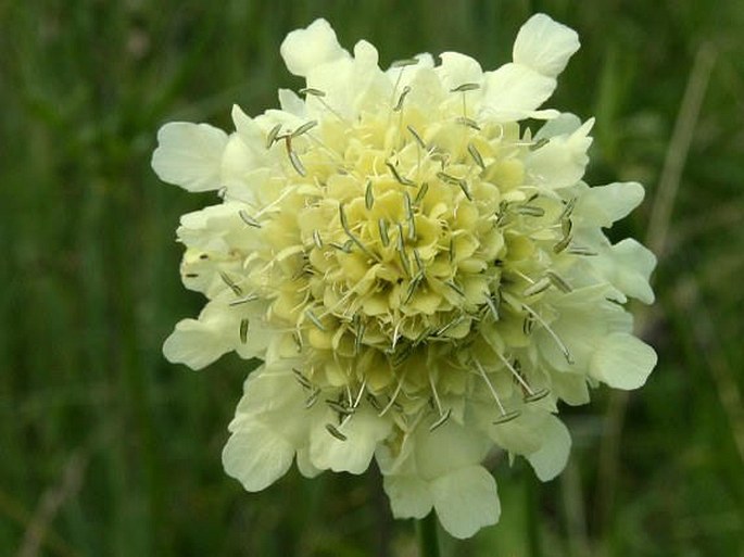 Cephalaria gigantea