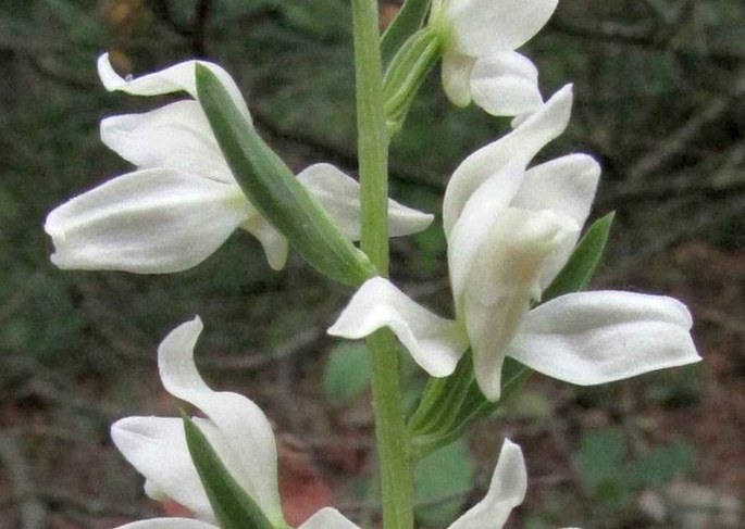 Cephalanthera epipactoides