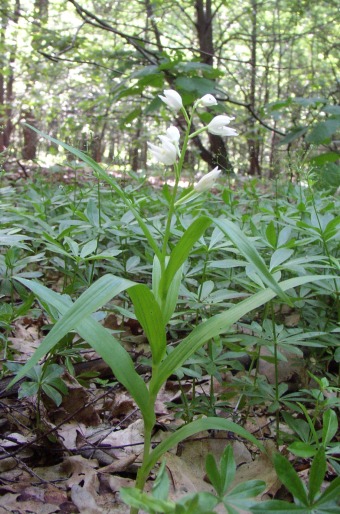 Cephalanthera longifolia