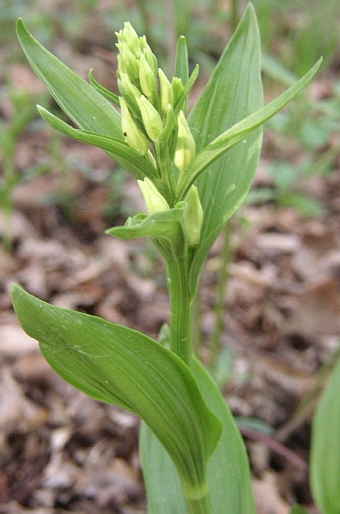 Cephalanthera damasonium