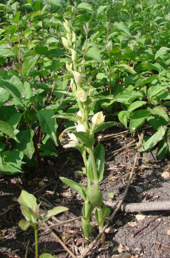 Cephalanthera damasonium