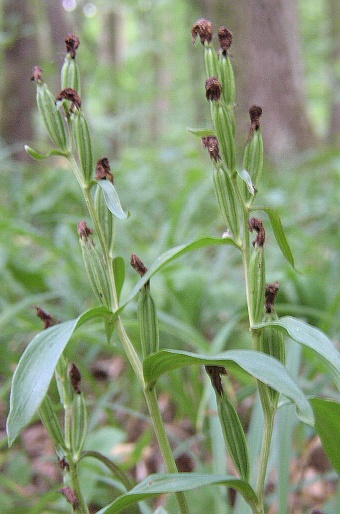 Cephalanthera damasonium