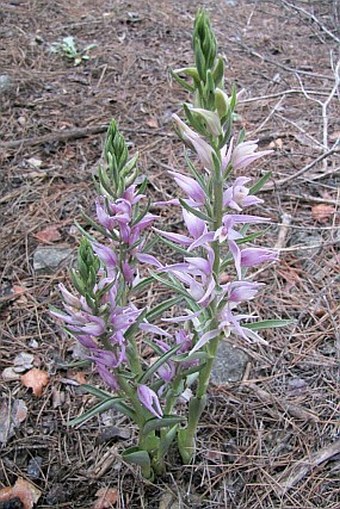 Cephalanthera kurdica
