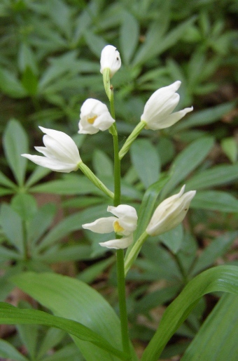 Cephalanthera longifolia