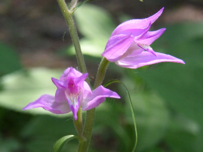 Cephalanthera rubra