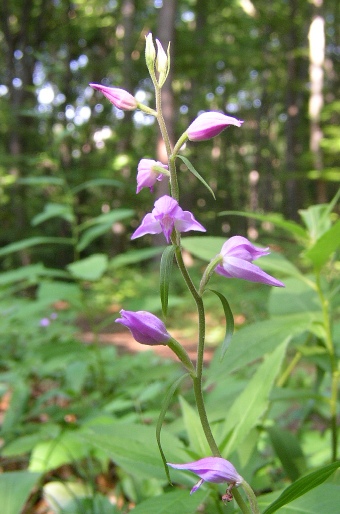 Cephalanthera rubra